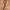 Zara Belt photo 1