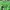 Adidas Vintage Streetwear T-shirt Pria green photo 2