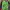 Adidas Vintage Streetwear T-shirt Pria green photo 1