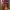 Spao x harry potter griffindor button knit striped photo 2