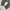 LONGPANTS DICKIES 1939RMS photo 6
