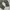LONGPANTS DICKIES 1939RMS photo 4
