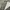 LONGPANTS DICKIES 1939RMS photo 7
