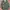 ERDL Camo USMC - Small Short photo 1