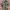 BDU Woodland 80’s US Army - Small Regiular