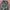M-65 Field Jacket Woodland - Medium Regular photo 1