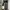 Cargo Camo G-Wenty-tex