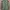 Jungle Fatigue Slant Pocket - Medium Short photo 1