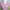Minimalist Going out dress Wanita pink photo 4
