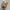 Adidas Superstar photo 5