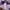 Evisu Basic Purples T-Shirt photo 7