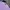 Evisu Basic Purples T-Shirt