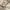 Nike SB Center Veikos GFX Hoodie Light Bone  photo 5