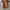 Vans Old Skool Brown photo 7