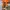 Converse 70s Hi Orange photo 6
