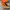 Converse 70s Hi Orange photo 3