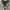 Converse Allstar Hi Black White photo 4