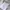 Dickies small script crewneck  photo 4