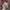 New Era NY x Realtree cap Original / Topi new era realtree photo 1