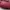 Michael Kors Casual Backpack Wanita red photo 3