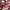 Nike Air Jordan 1 Low Cherrywood Red/ Grey Size 44 photo 3
