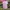 Jersey Hokkaido Nippon Ham Fighters 2019 2020
Original   photo 2