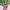 Kaluna Set bg Fwdaily photo 2