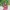 Kaluna Set Bg Fwdaily