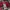 Good Day Streetwear Sportswear Casual shirt Pria white red photo 6