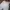 Champion Streetwear Sportswear Sweatpants & Joggers Pria white photo 2