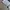 TINT cargo blue jeans photo 4