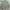 Giordano nylon longsleeve shirt sage green photo 1
