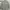 Giordano Nylon Longsleeve Shirt Sage Green