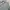 Giordano nylon longsleeve shirt sage green photo 3