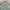 Giordano nylon longsleeve shirt sage green photo 2