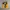 Reebok Vintage Sportswear Jersey Pria yellow photo 6