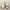 Adidas yeezy woman photo 3
