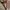 Pressbody longdress  photo 3