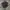 Dickies 874 Charcoal photo 1