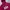 Hoodie GAP Burgundy 