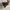 Converse Casual Sneakers Pria brown photo 5
