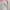 Montbell Sportswear Minimalist Windbreaker Wanita pink gray photo 6