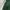 Sportswear Windbreaker Pria green photo 5