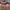 Streetwear Casual Casual Shirt Pria Multicolor Pink