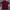 Kaos T-shirt Fred Perry Maroon photo 1