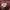 RARE! Vivienne Westwood Burgundy Polo Shirt Short photo 3