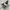 samba og white black photo 4