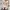 Shein Sweater Crop Pointelle Knit Lantern Sleeve