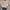 Shein Sweater Crop Pointelle Knit Lantern Sleeve photo 1