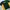 CRICKET SHIRT AUSTRALIA BY WINNING SPIRIT  photo 5